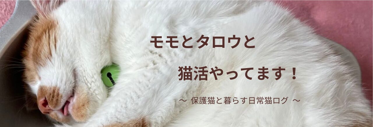 モモとタロウと猫活やってます！