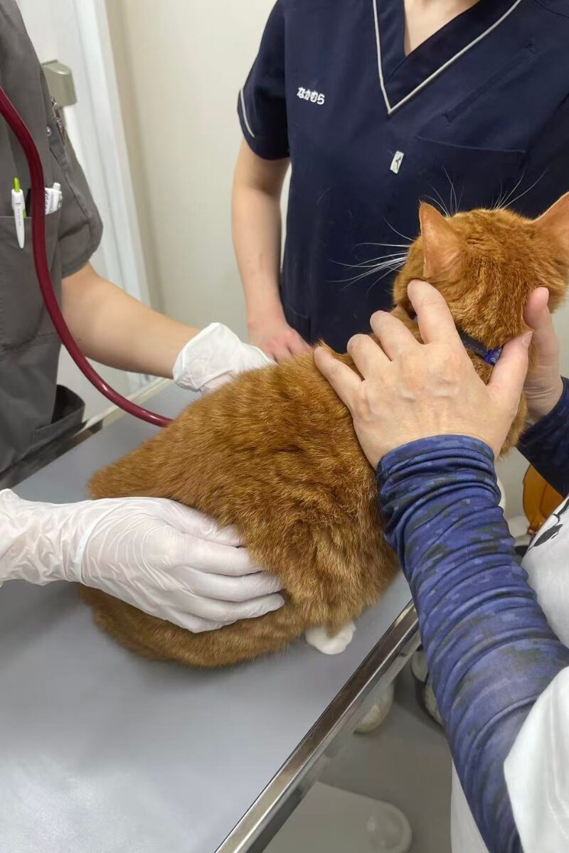 診察を待つモモ（縦構図）