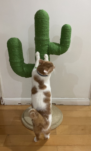 サボテン型爪とぎ