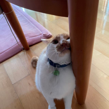 甘えん坊タロウ