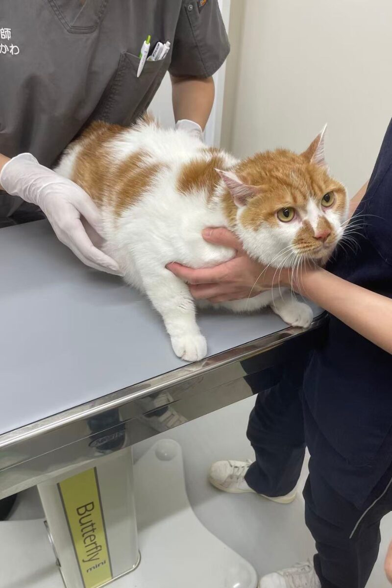 順番を待つタロウ（縦構図）