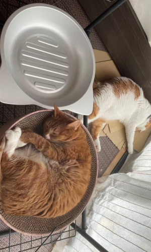 ベッド型段ボール爪とぎ