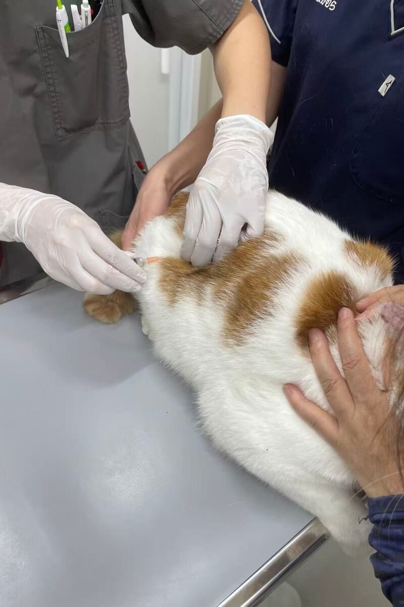 診察を待つモモ（縦構図・小さめ）