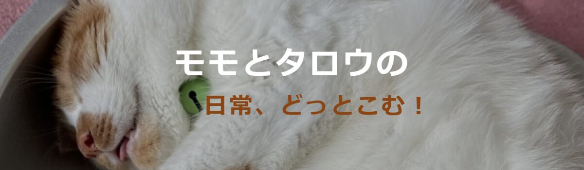 モモとタロウの日常どっとこむ！