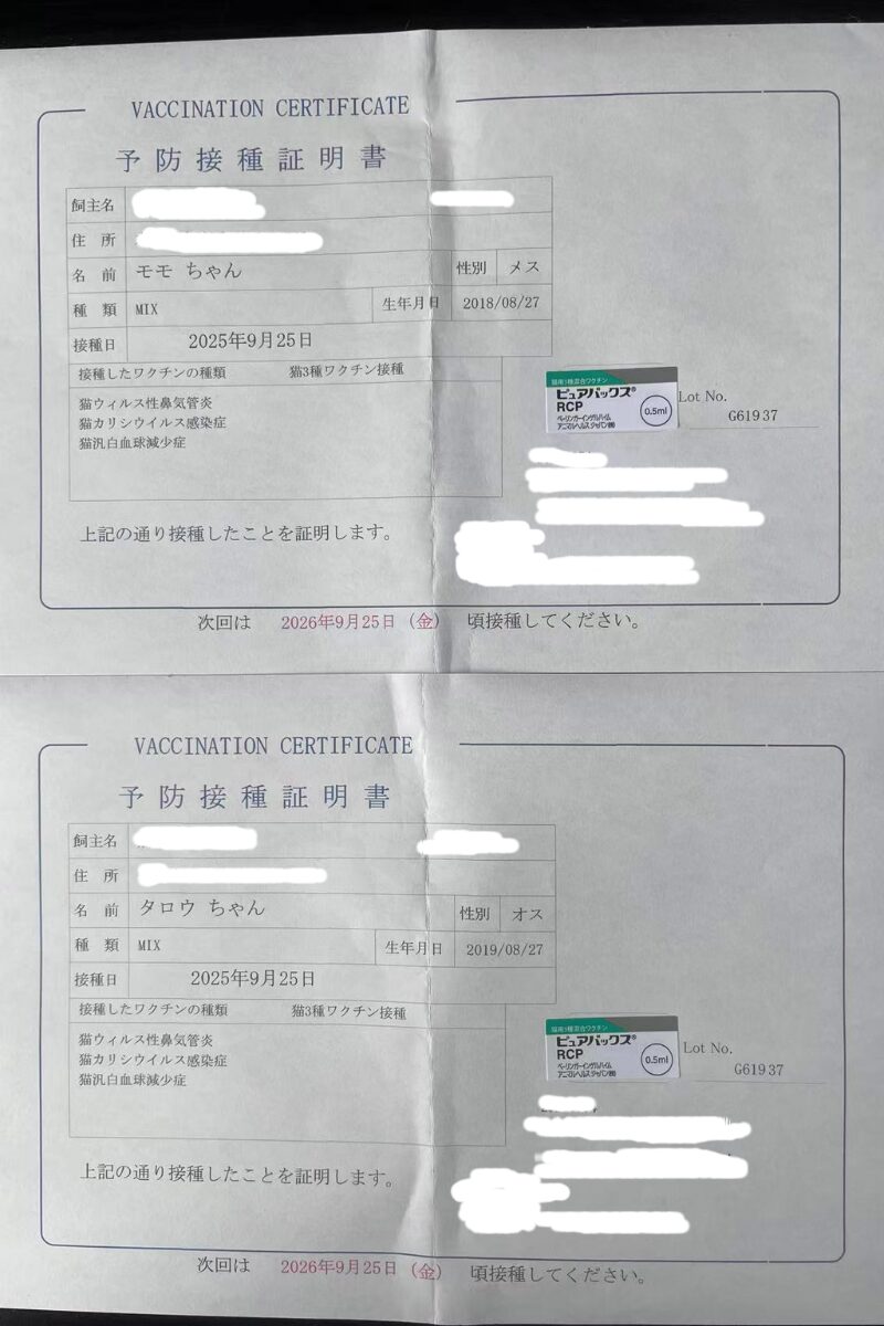 キャリーに入るモモ