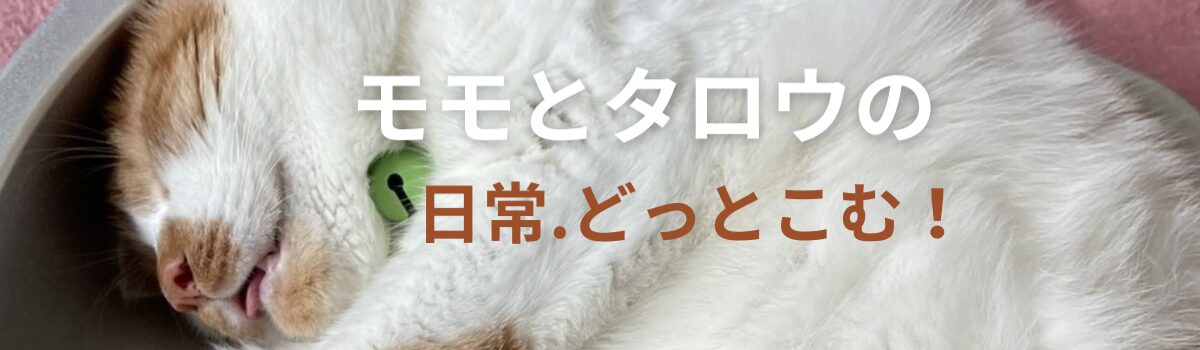 モモとタロウの日常.どっとこむ！
