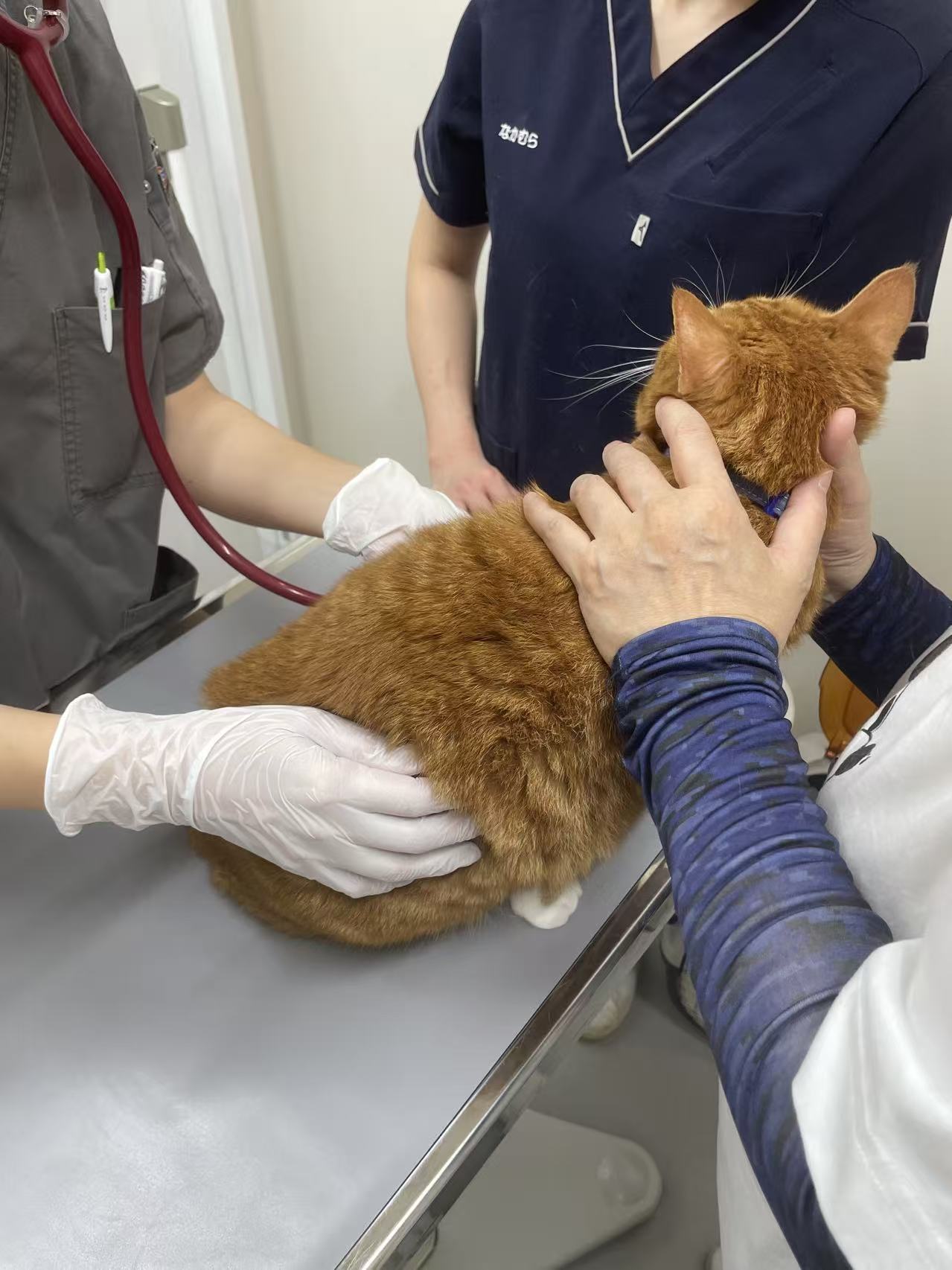 ベッド下に隠れるタロウ