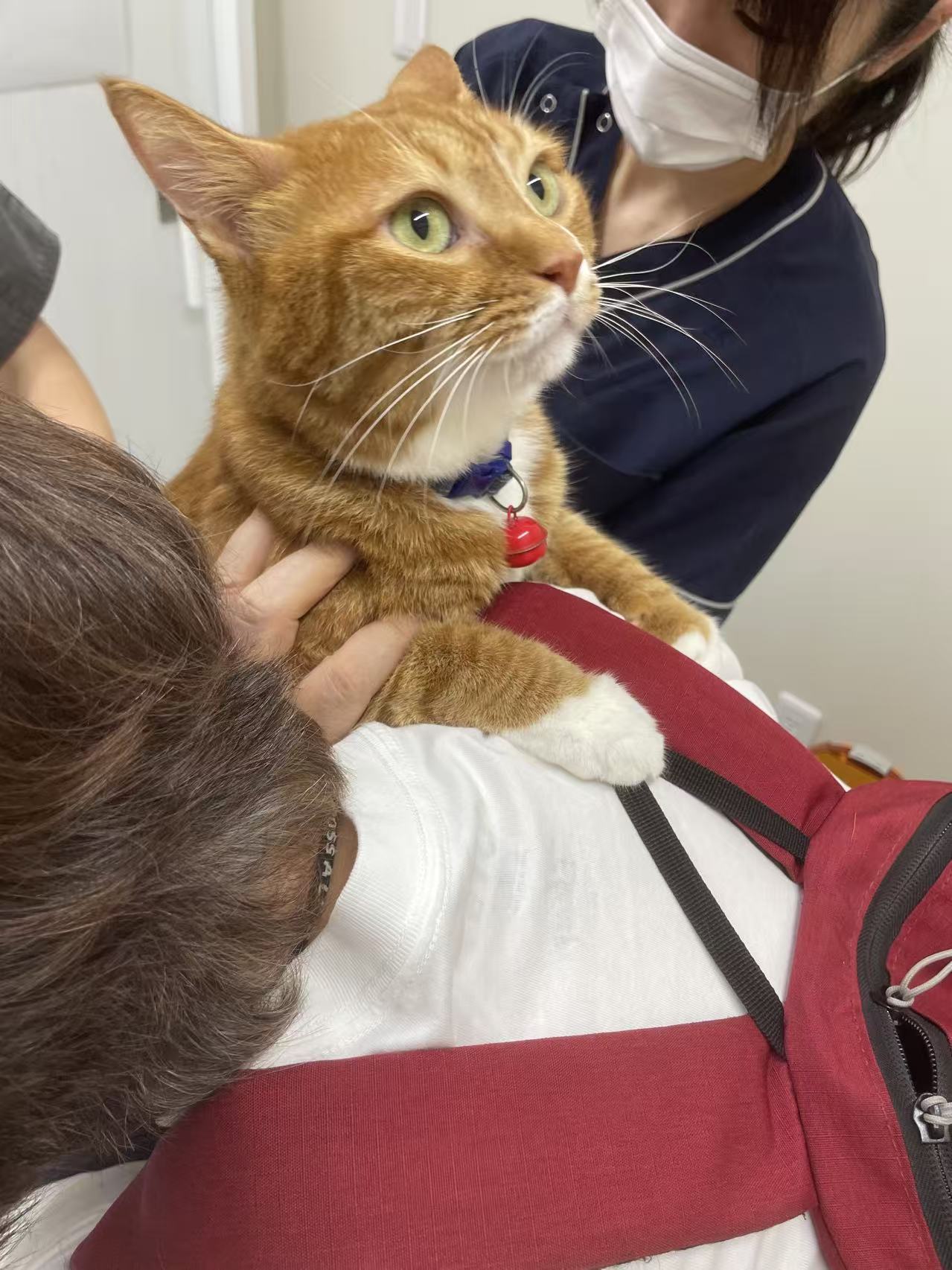 キャリーに入るモモ