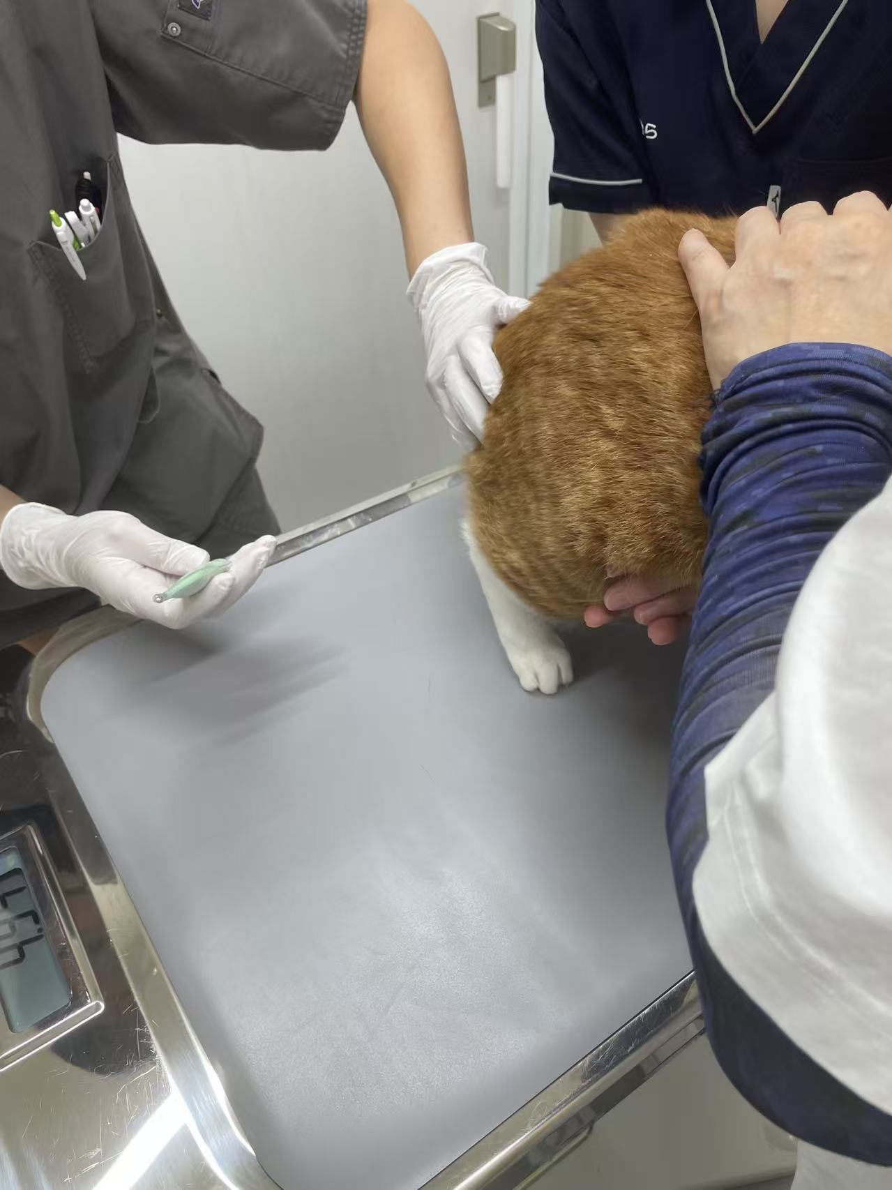 ベッド下に隠れるタロウ