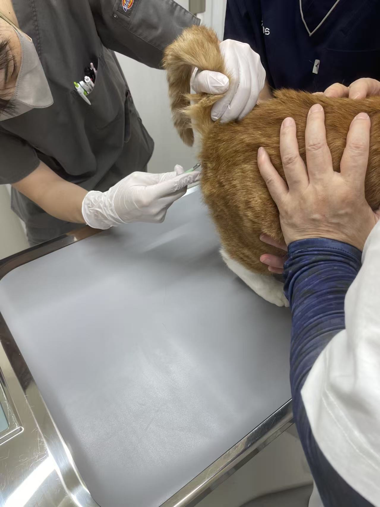 ベッド下に隠れるタロウ