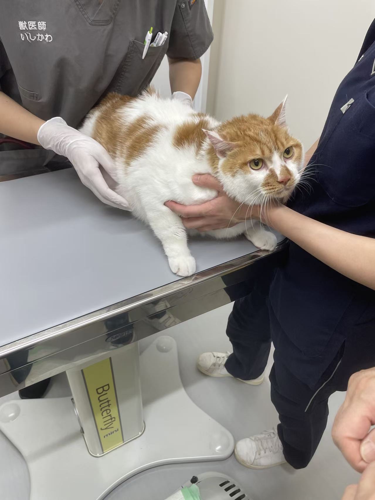 キャリーに入るモモ