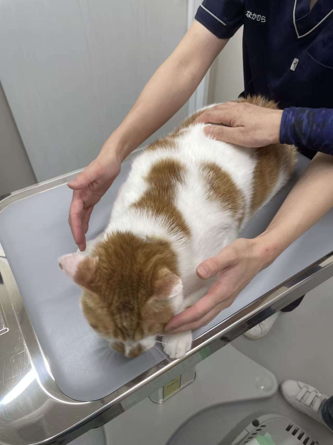 キャリーに入るモモ