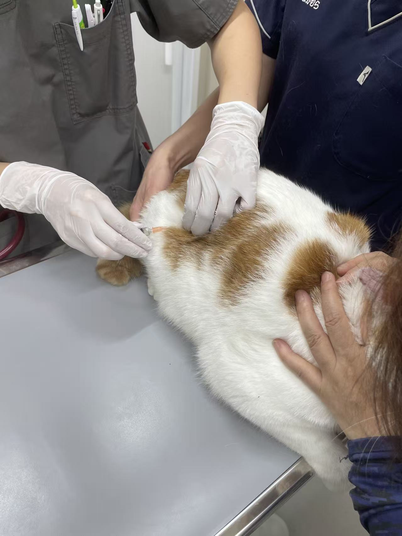 キャリーに入るモモ